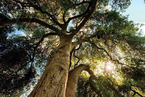 live-oak-tree600x400