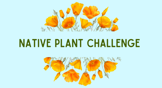 native-plant-challenge-2