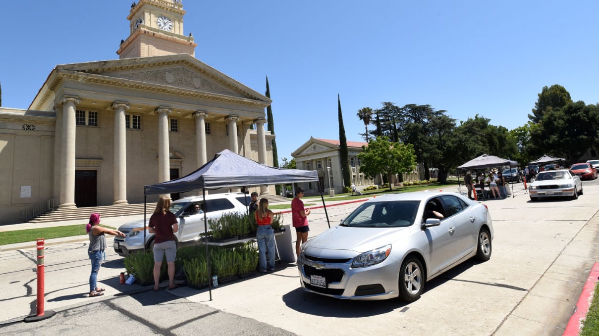 Tree_Giveaway_3_1209x680