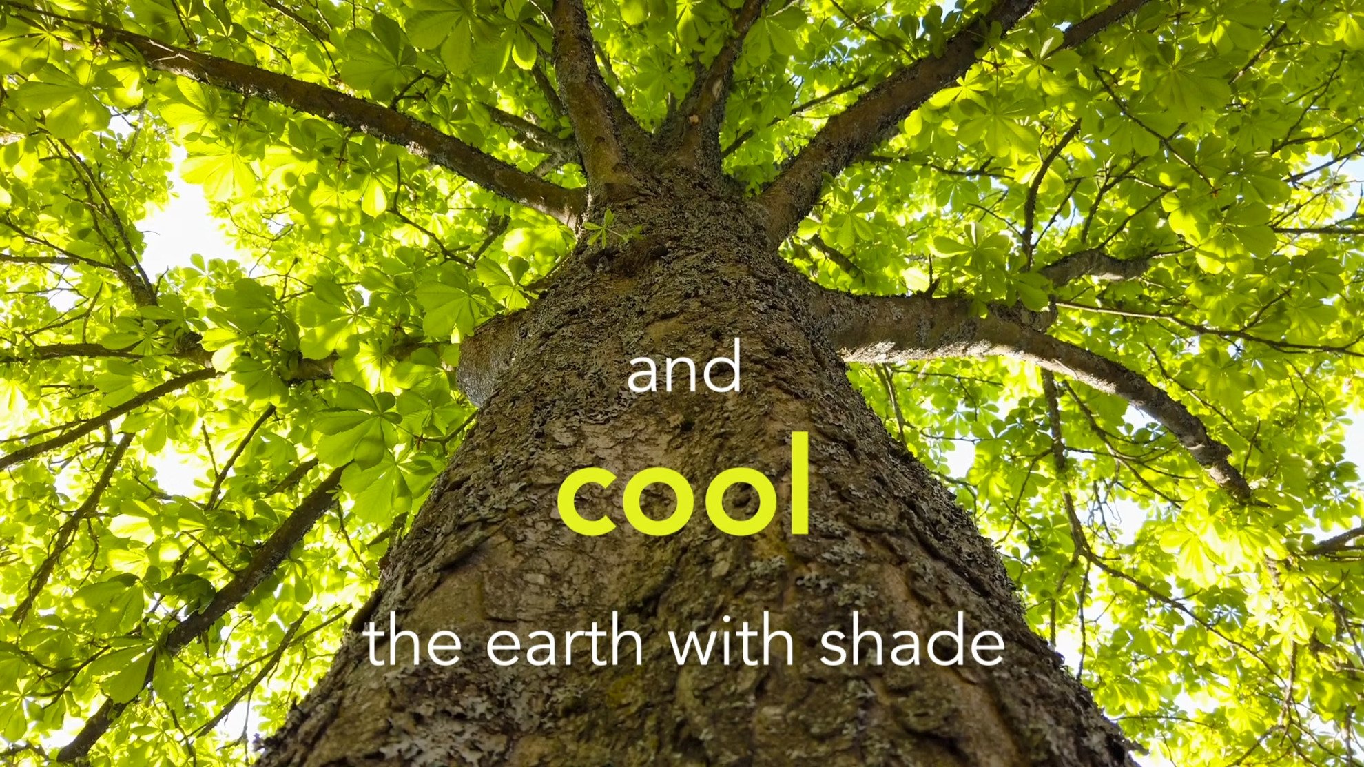 tree-vimeo-thumbnail