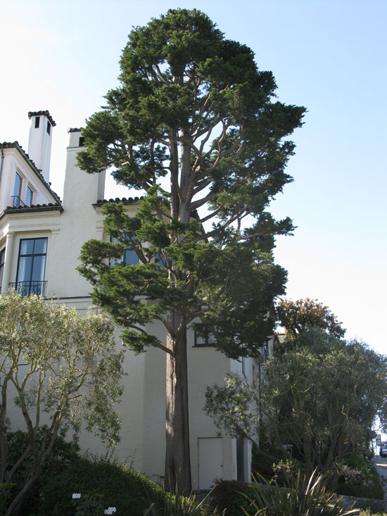 Monterey Cypress 1.jpeg