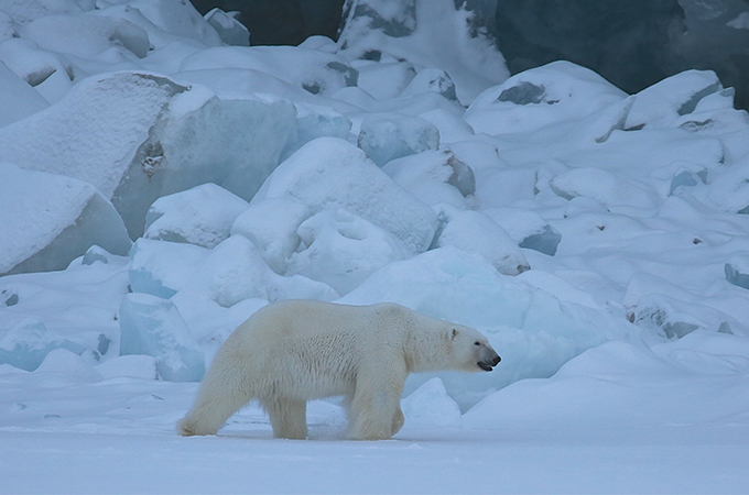 A polar bear walks among ice and snow.