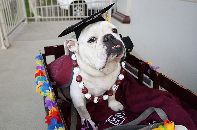 Thurber in his wagon at his graduation ceremony. 