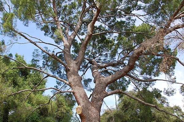 Aleppo Pine